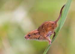 Harvest Mouse &copy; Simon West
