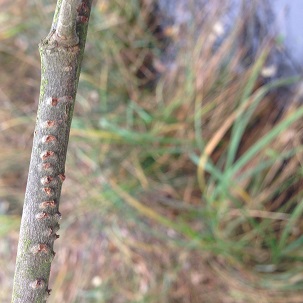 Scars on willow branches ? Tim Hill