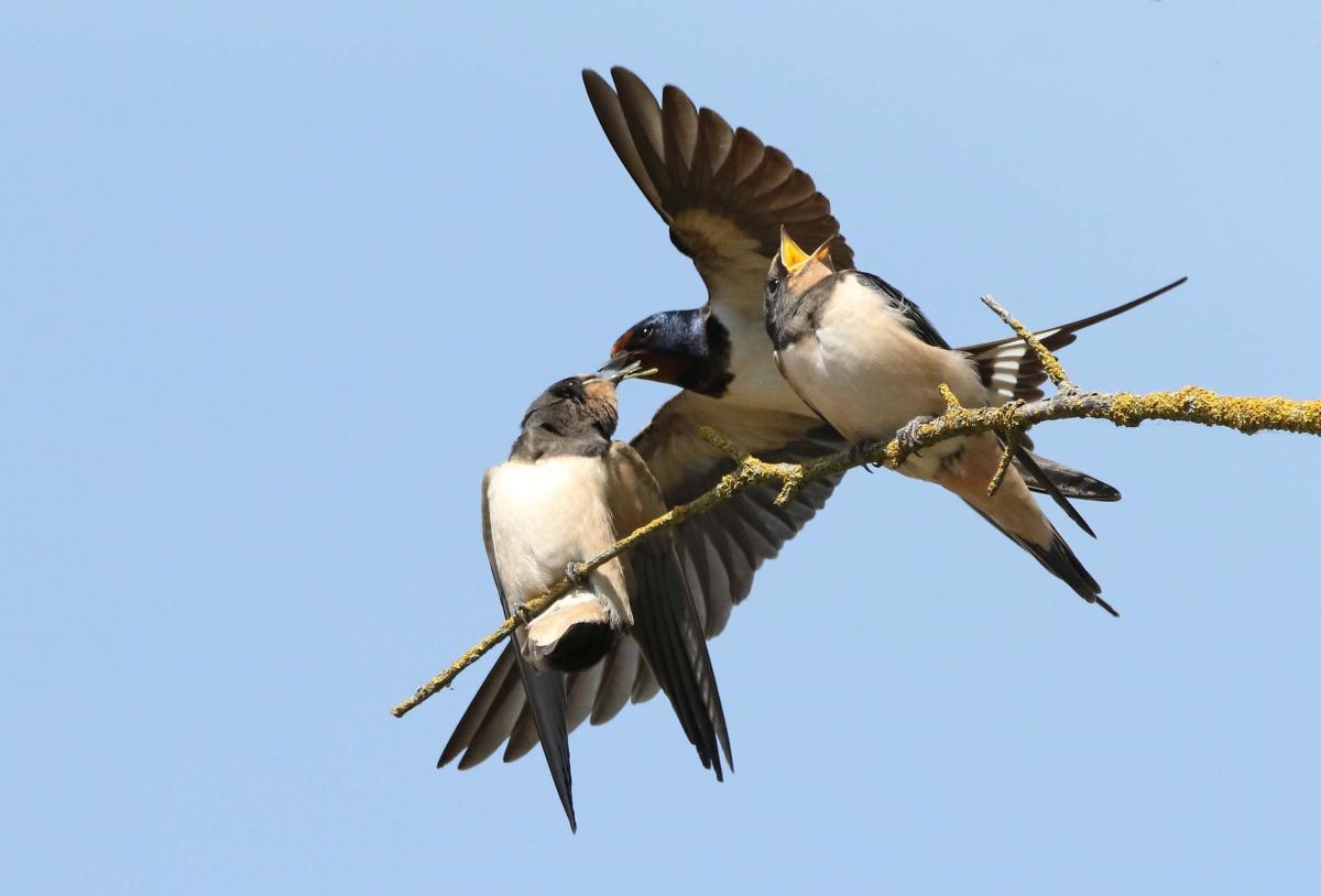 Swallows at Stanstead Abbotts, June 2020 © Stuart Fox