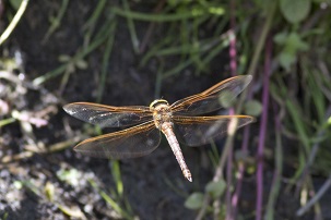 Brown Hawker at Amwell NR ? R Baber