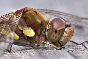 Common Darter at Amwell NR ? R Baber