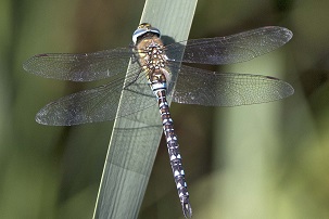 Migrant Hawker at Amwell NR ? R Baber